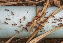 7 Cara Mengusir Serangga yang Ampuh Saat Musim Hujan